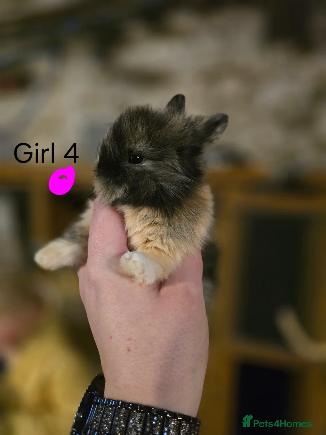 Lionhead rabbits for sale: Double Mained Lionheads Ready For Reserve  - Advert 5