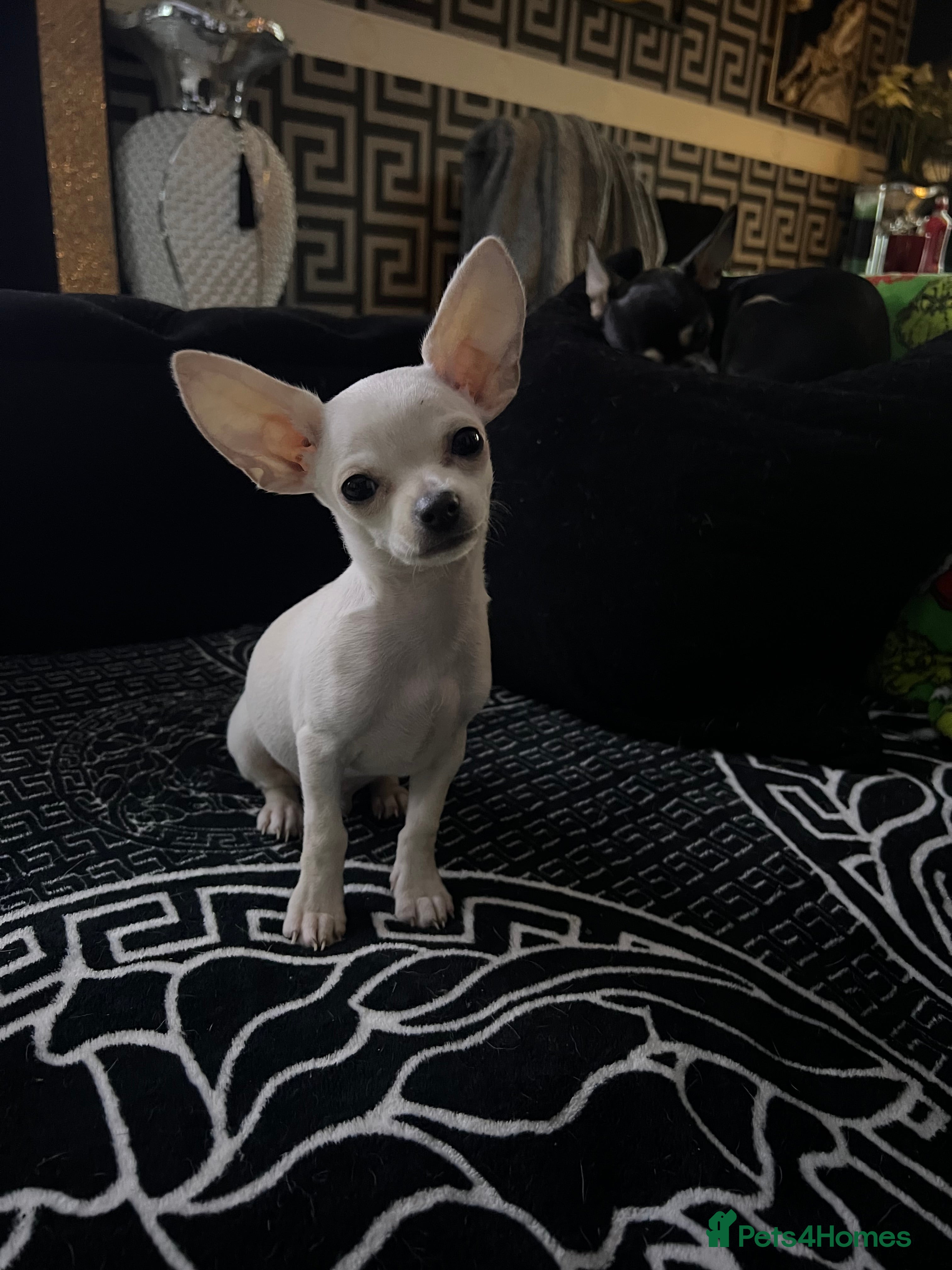 Chihuahua dogs Amazing adorable chihuahua puppies  - Advert 5