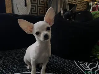 Chihuahua dogs Amazing adorable chihuahua puppies - Advert 14