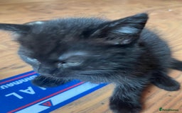 British Shorthair cats for sale: Two beautiful girl cats mum grey short haired  - Image 4