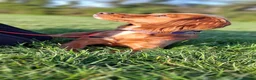 Cocker Spaniel dogs for sale: Red cocker spaniel  - Advert 3