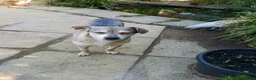 Mixed Breed dogs for adoption: Dawn for adoption in Bedford - Advert 4