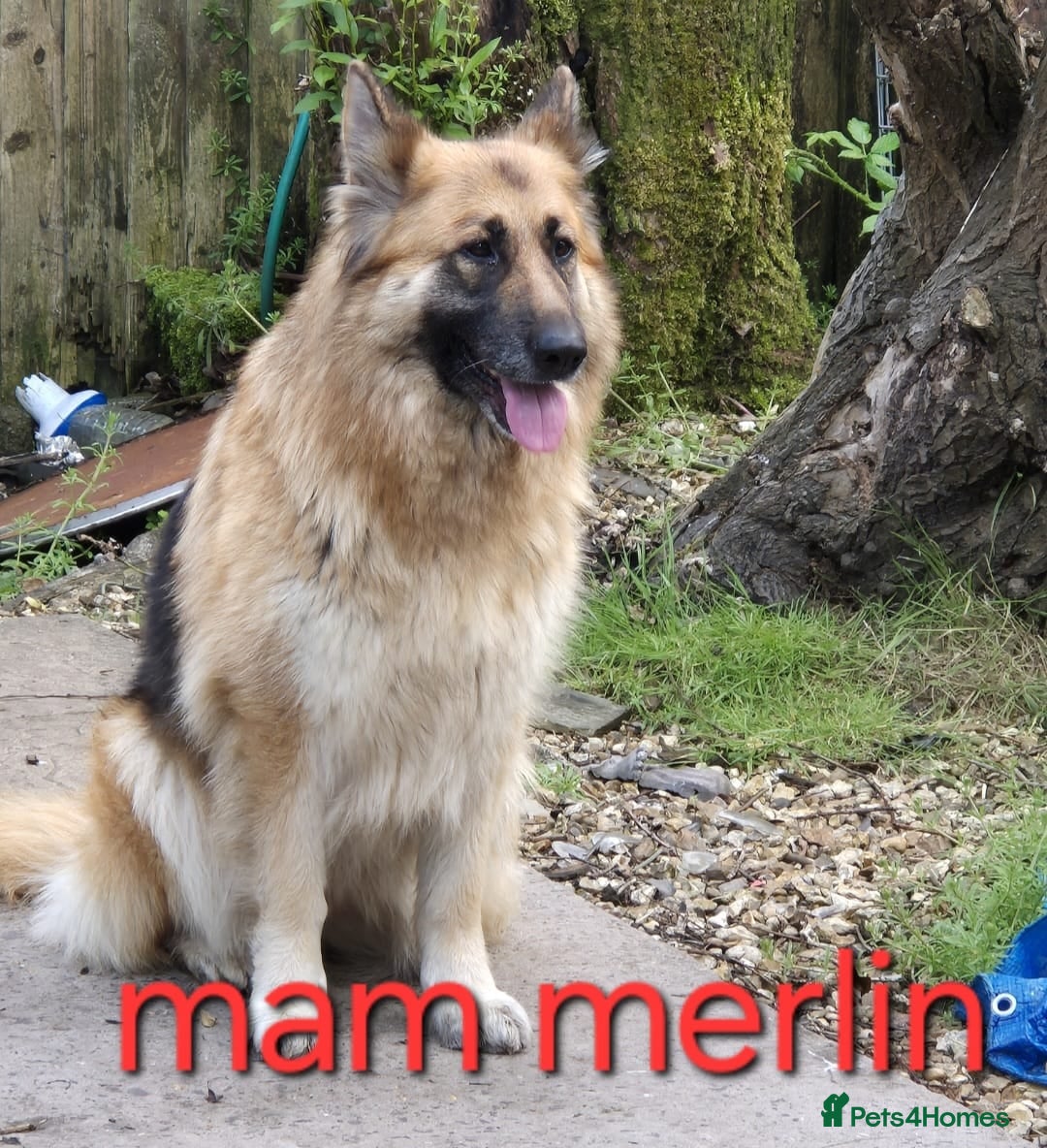 German Shepherd dogs German Shepherd puppies  - Advert 2