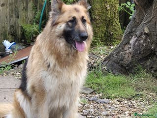 German Shepherd dogs German Shepherd puppies - Advert 2