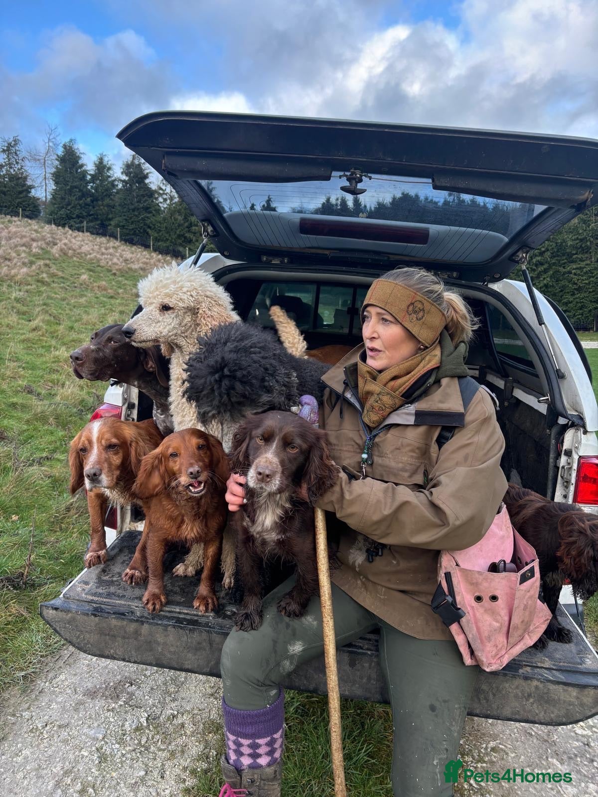 Cocker Spaniel dogs Stunning working cocker spaniel  - Advert 2