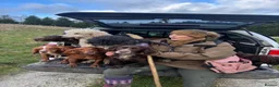 Cocker Spaniel dogs for sale: Stunning working cocker spaniel  - Advert 2