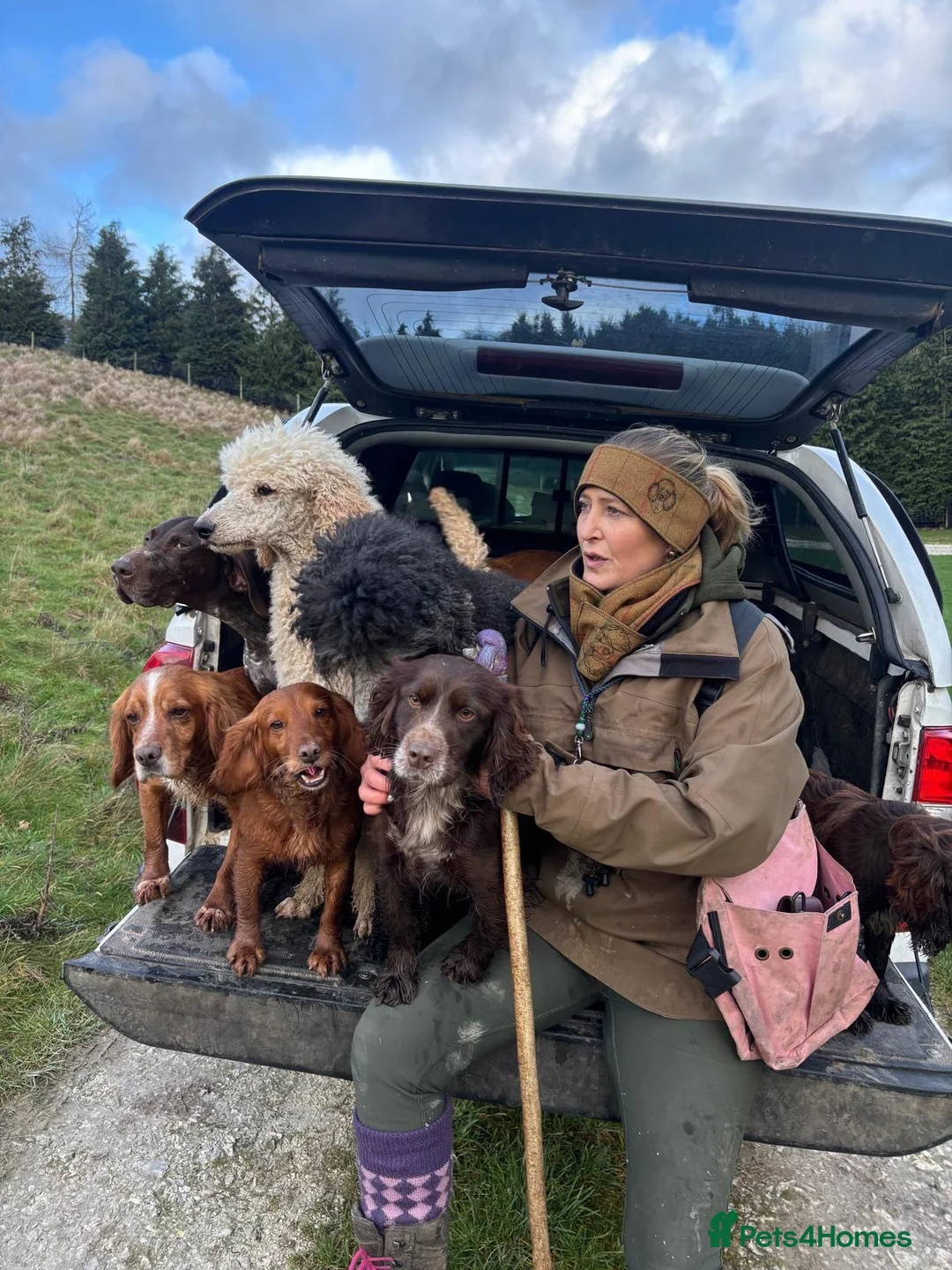 Cocker Spaniel dogs for sale: Stunning working cocker spaniel  - Advert 2