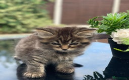 Toyger cats for sale: Tabby kittens  - Image 7
