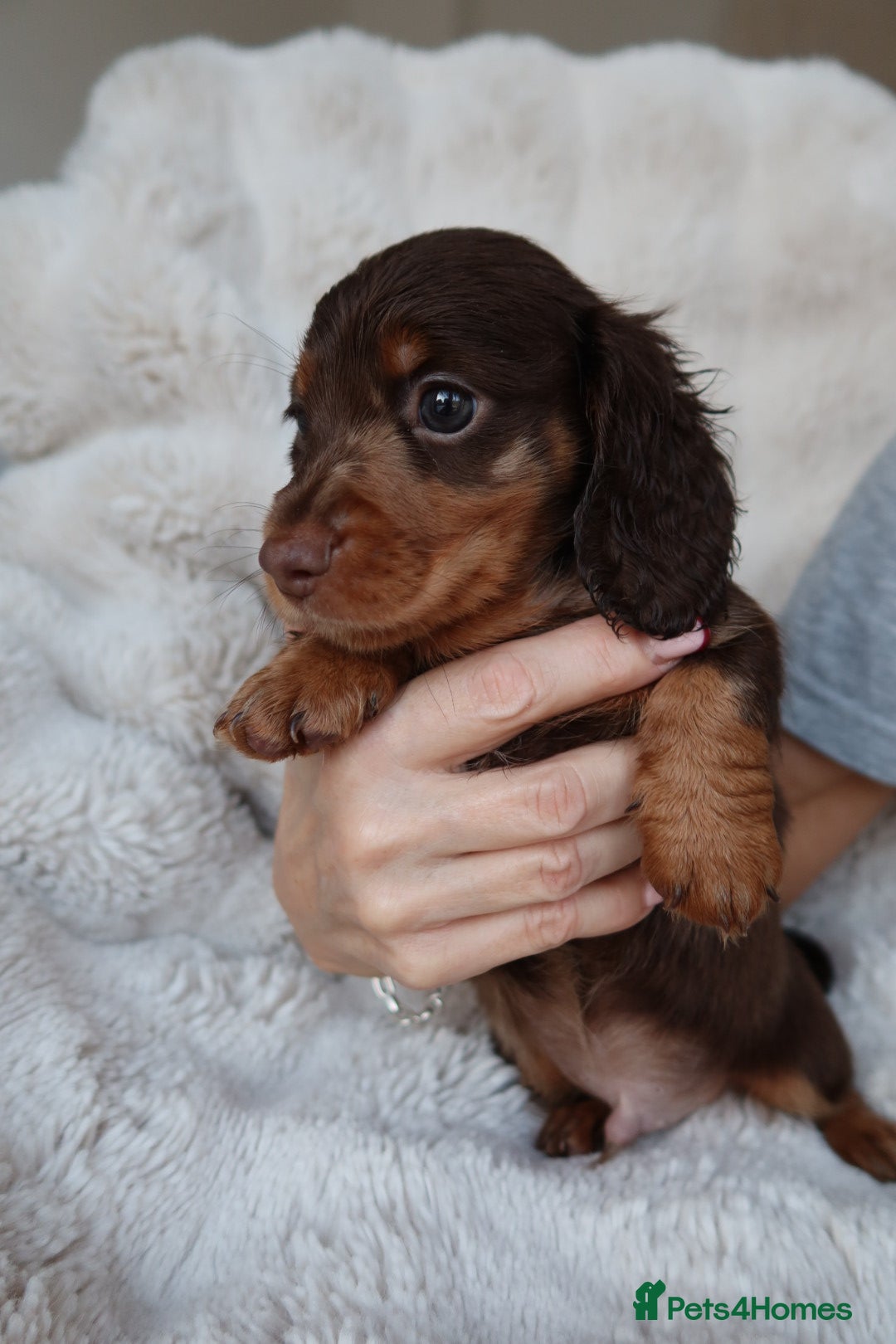 Miniature Dachshund dogs for sale: 4 male long hair miniature daschunds for sale - Advert 2