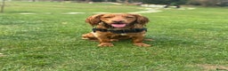 Cocker Spaniel dogs for sale: Cocker spaniel Male 1 year old  - Advert 10