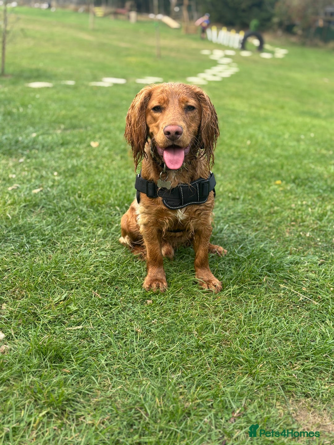 Cocker Spaniel dogs for sale: Cocker spaniel Male 1 year old  - Advert 10