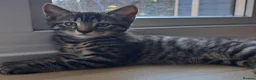 Russian Blue cats for sale: 🐾 Stunning 9 weeks Russian Blue X Tabby Kittens - Advert 9