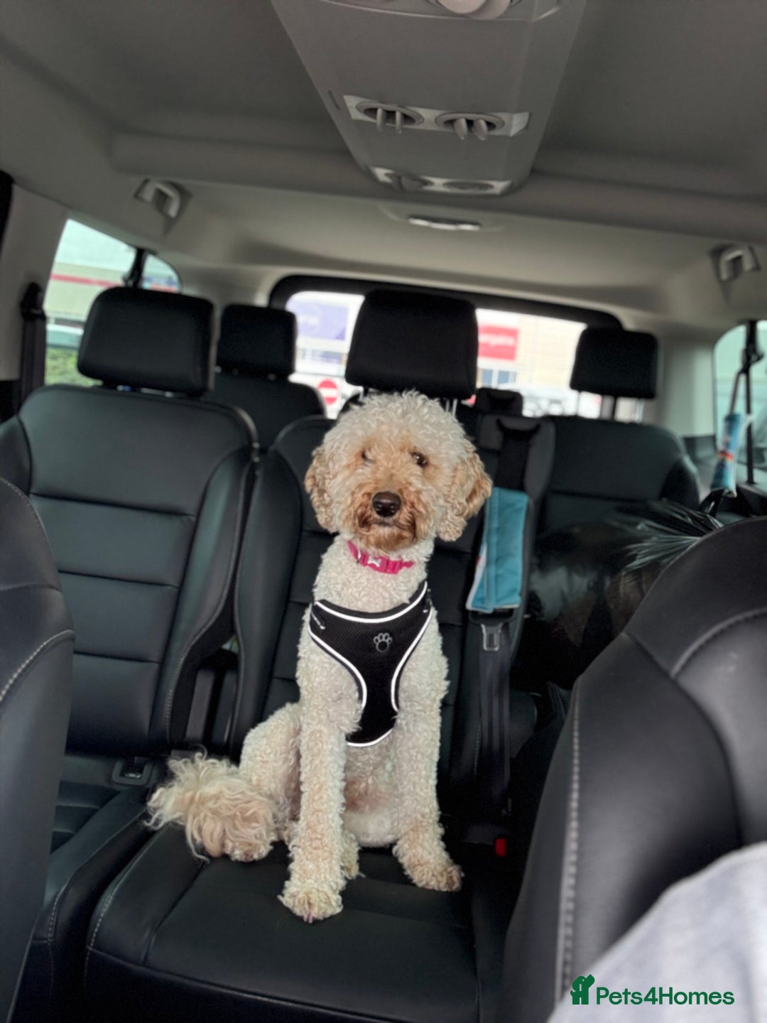 Labradoodle dogs for sale: Beautiful labradoodles  - Advert 2