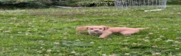 Cocker Spaniel dogs for sale: Working cocker spaniel - Advert 4
