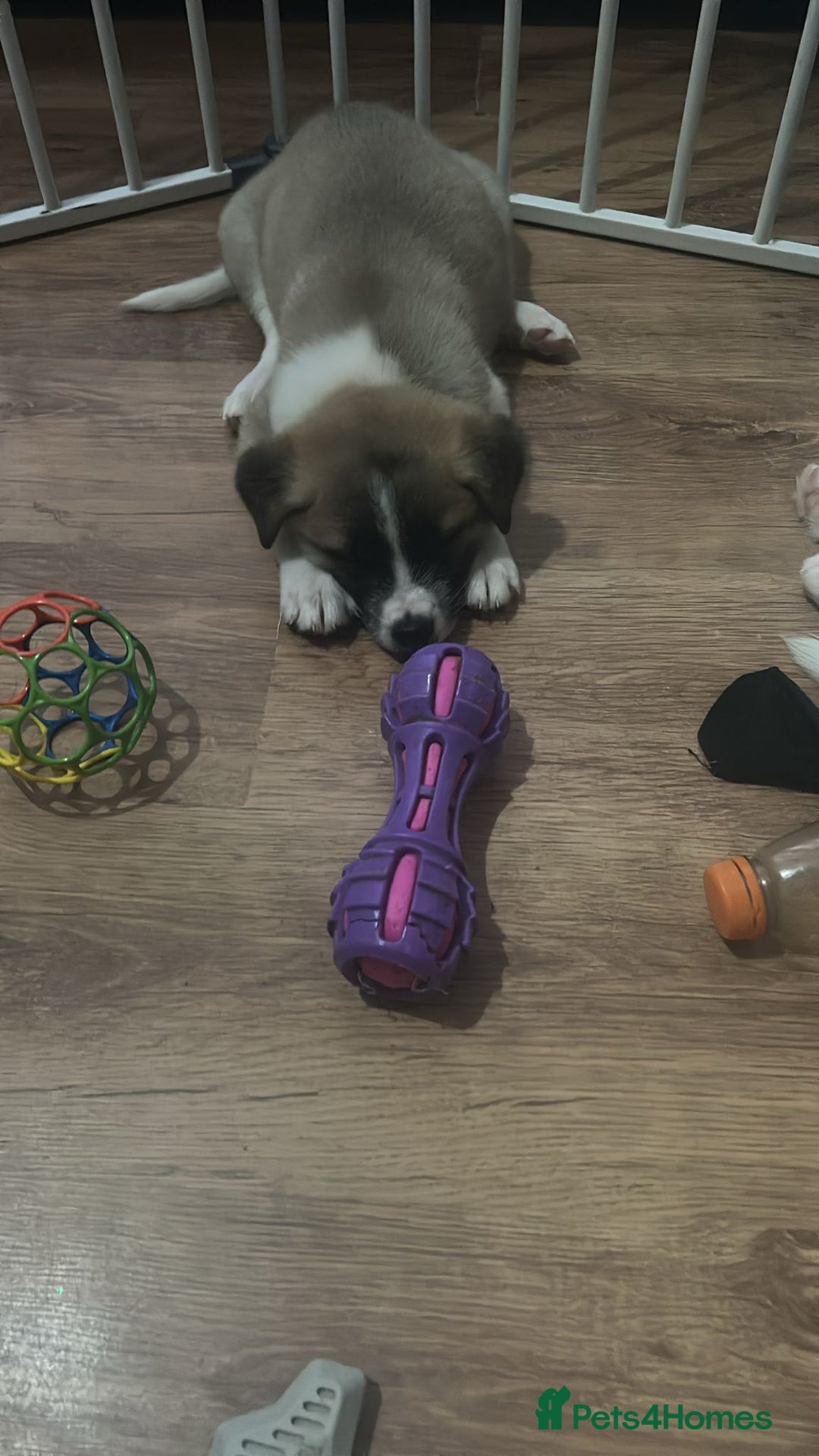 Akita dogs for sale: American akita Female bitches  - Image 4