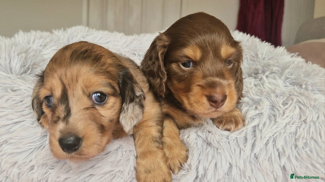 Miniature Dachshund dogs for sale: Long hair minature dachshunds - Image 35