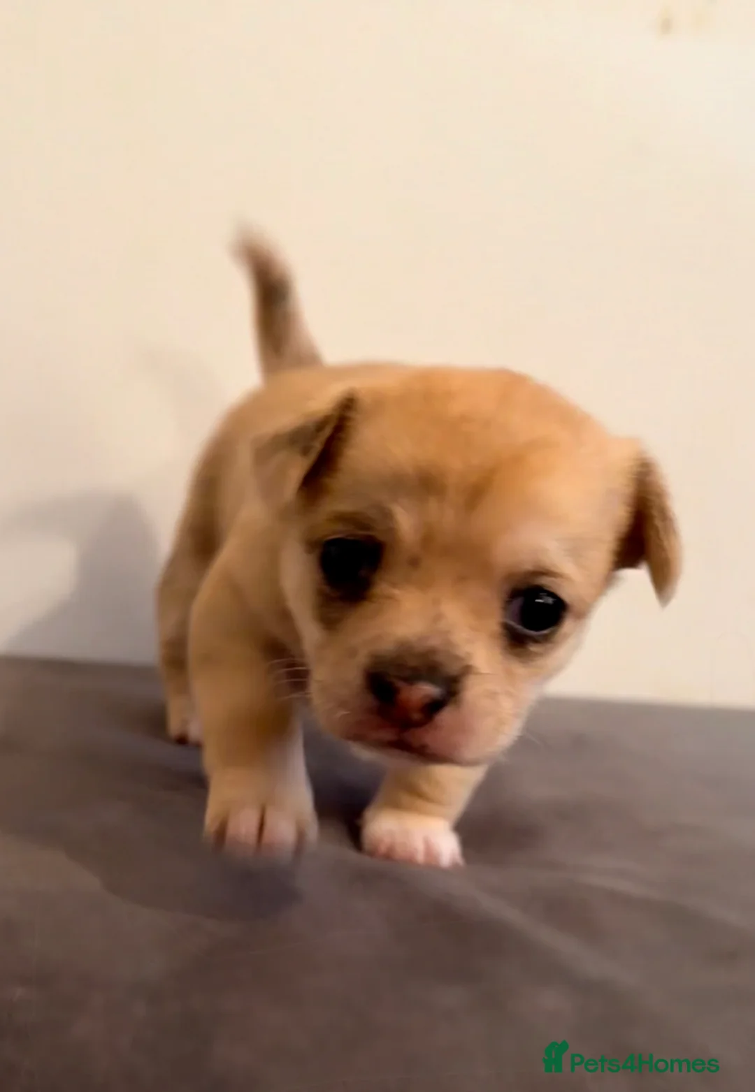 Chihuahua dogs for sale: 2 beautiful female Chihuahua puppies  - Advert 9