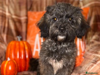 Shihpoo dogs - Advert 2