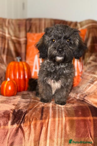 Shihpoo dogs - Advert 1