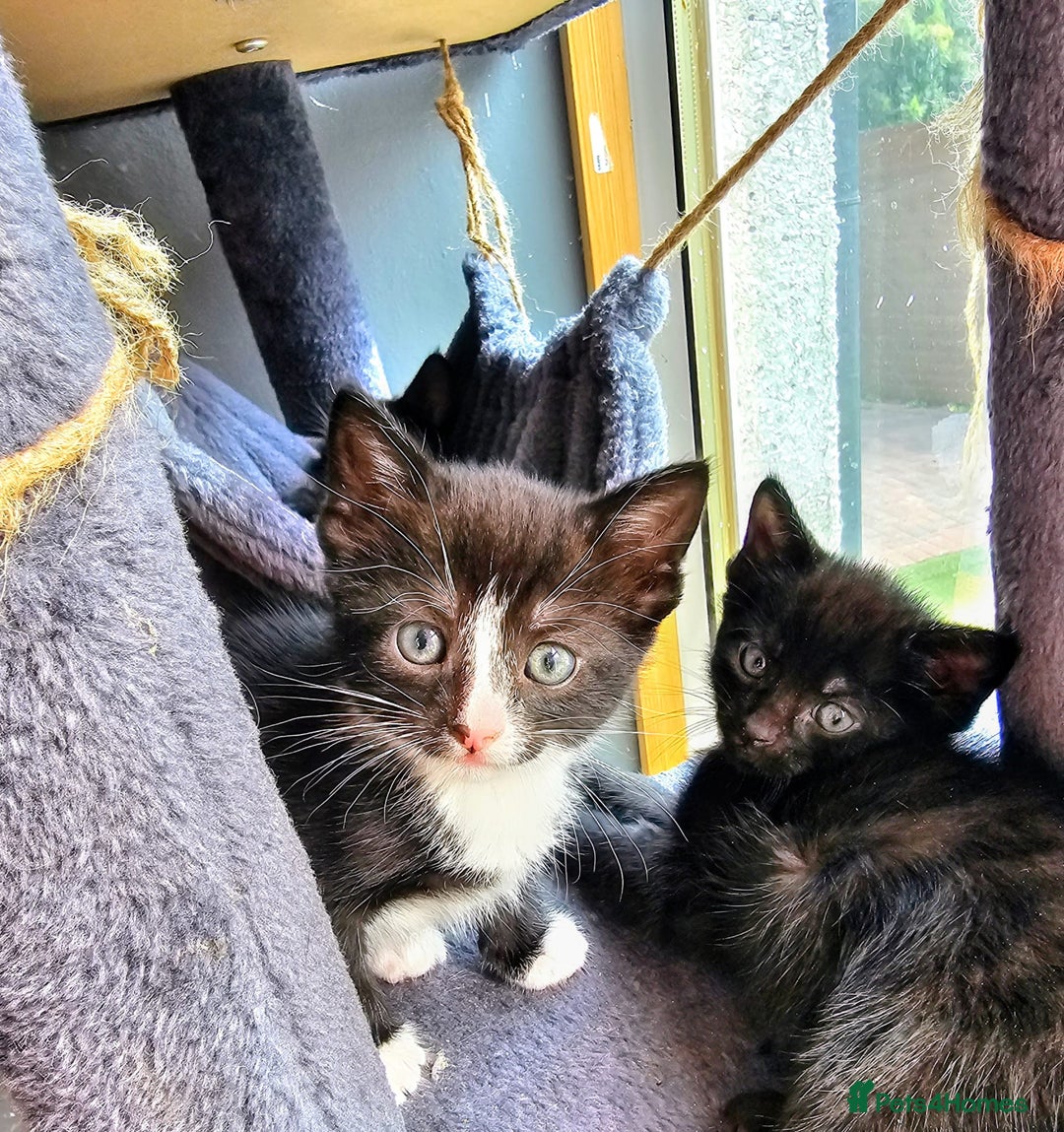 Mixed Breed cats for sale: Adorable kittens looking for new homes  - Image 6