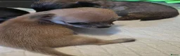 Chihuahua dogs for sale: 4 Chihauhau puppies ready end of July - Advert 7