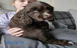 Cocker Spaniel dogs for sale: stunning show cockers - Image 5