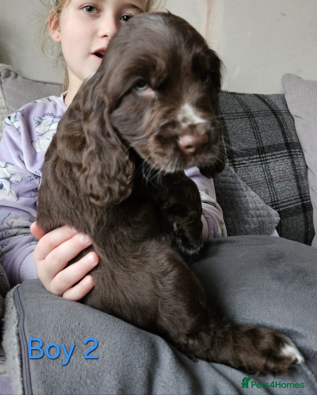 Cocker Spaniel dogs for sale: stunning show cockers - Image 5