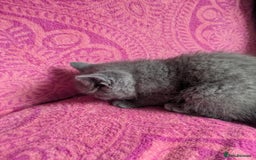 British Shorthair cats for sale: British short hair cross kittens, grey black.  - Image 12