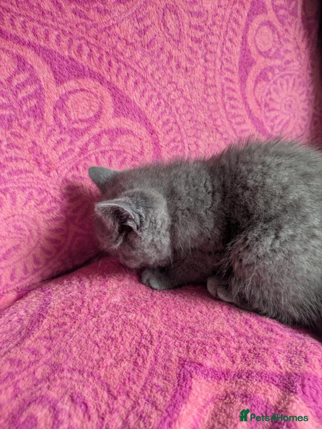 British Shorthair cats for sale: British short hair cross kittens, grey black.  - Image 12