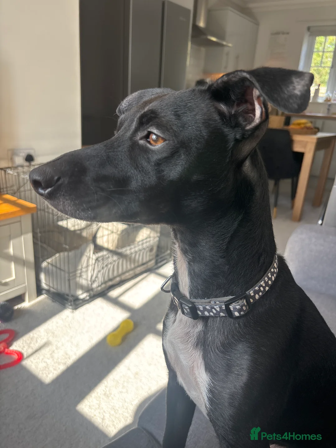 Patterjack dogs for sale: Female patterjack in Colchester - Advert 1