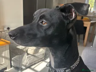 Patterjack dogs Female patterjack - Advert 4