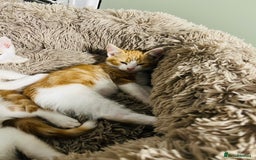 British Shorthair cats for sale: Bundle of joy  - Image 11