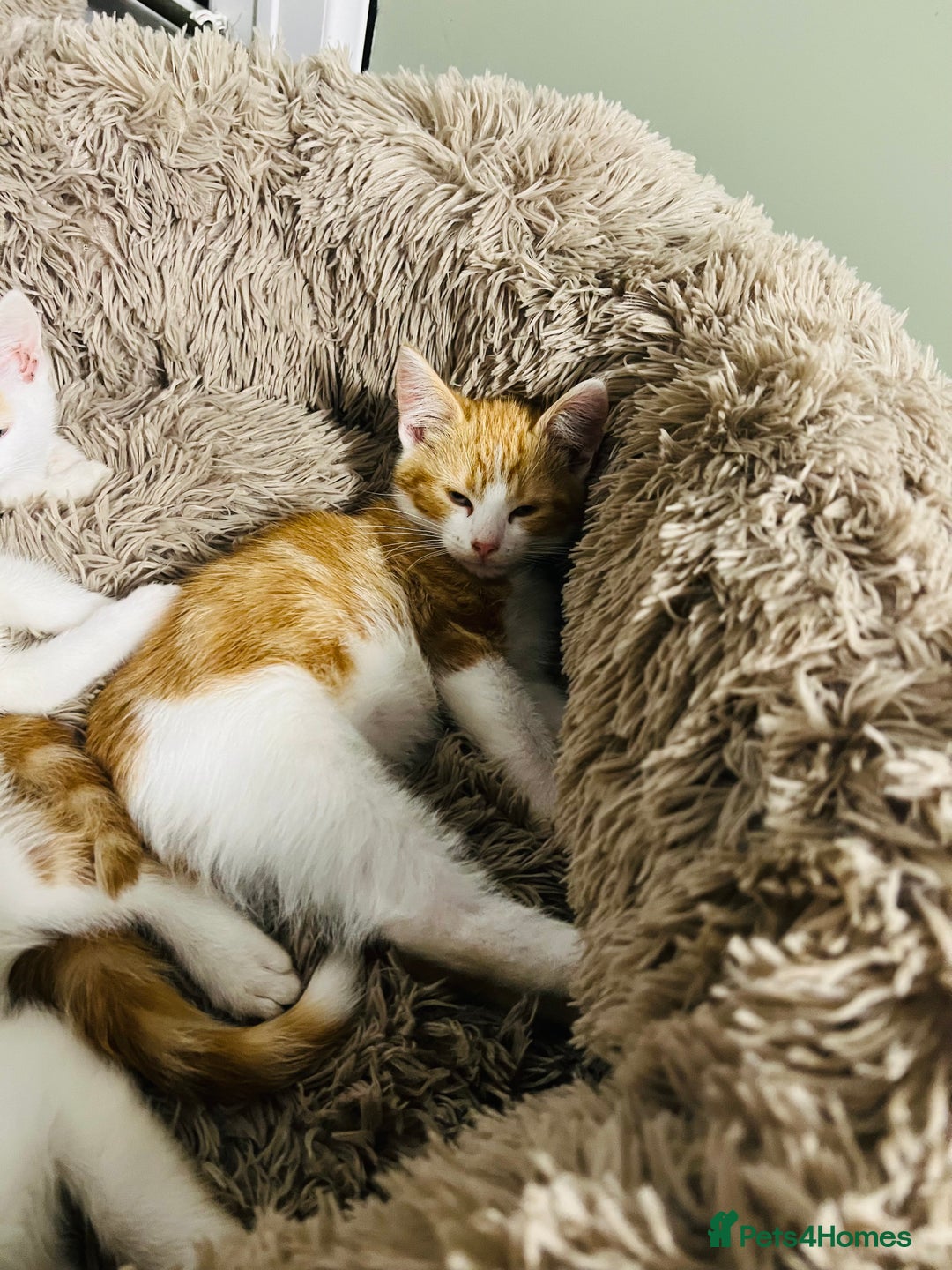 British Shorthair cats for sale: Bundle of joy  - Image 11