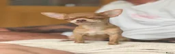 Chihuahua dogs for sale: Female chihuahua  - Advert 3