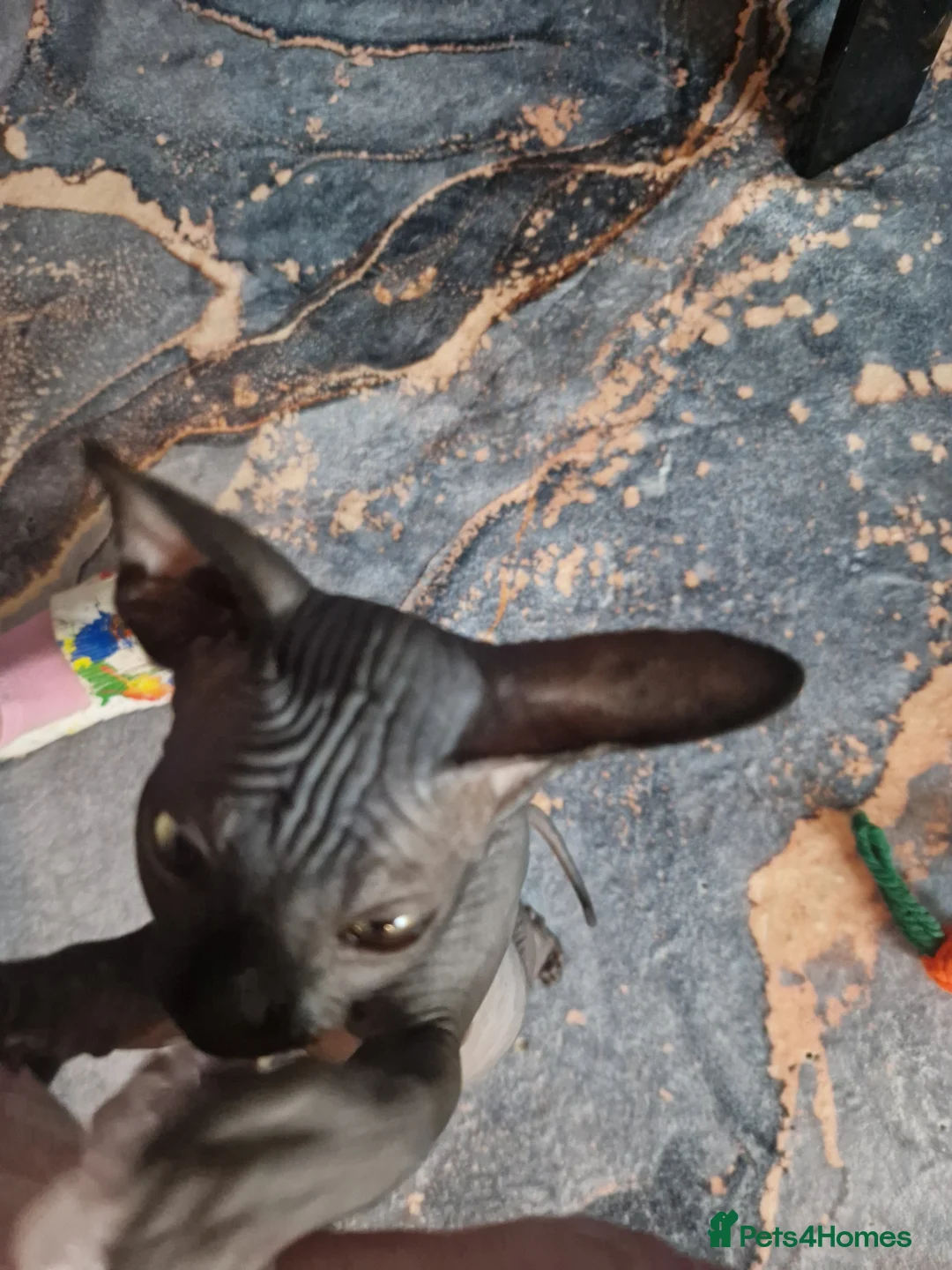 Sphynx cats for sale: Canadian Sphynx kittens - Advert 12