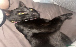 Domestic Shorthair cats for sale: Bella black shorthair domestic  - Image 4