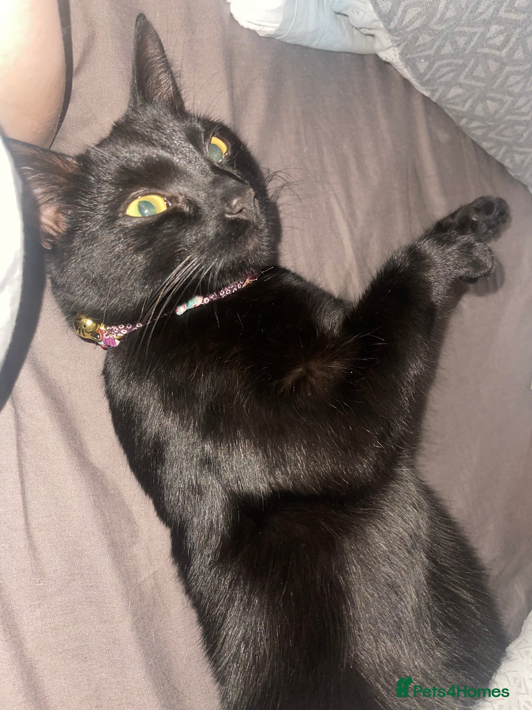 Domestic Shorthair cats for sale: Bella black shorthair domestic  - Image 4