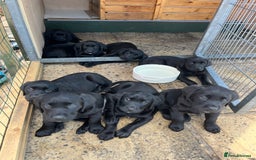 Labrador Retriever dogs for sale: Black Labrador Puppies for sale - Image 1