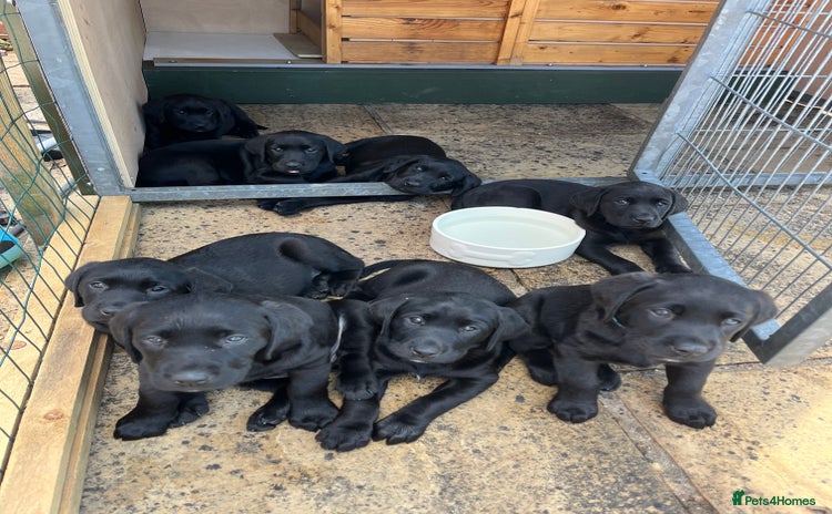 Labrador Retriever dogs - Advert 16