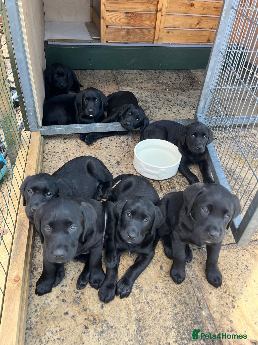 Labrador Retriever dogs for sale: Black Labrador Puppies for sale - Image 1