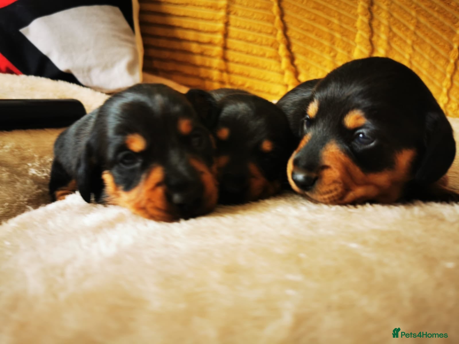 Miniature Dachshund dogs KC Stunning litter of girls 💗 - Advert 1