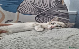 Snowshoe cats for sale:  pedigree Tica reg  snowshoes  READY NOW - Image 5