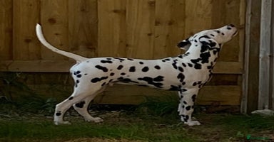 Dalmatian dogs 🐾 Christmas puppies 🧑‍🎄 - Advert 5
