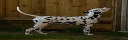 Dalmatian dogs for sale: 🐾2 left🐾 top pedigree pups - Advert 3