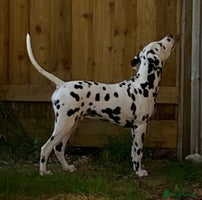 Dalmatian dogs 🐾 ** puppies 🧑 ** - Advert 3