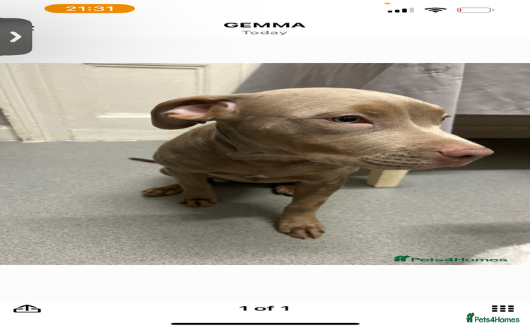 Mixed Breed dogs Cookie needs a new home  - Advert 10