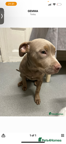 Mixed Breed dogs Cookie needs a new home - Advert 10