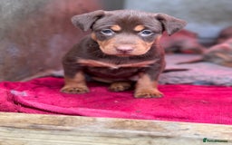 Australian Kelpie dogs for sale: Australian Kelpie Puppies WKC Registered - Image 30