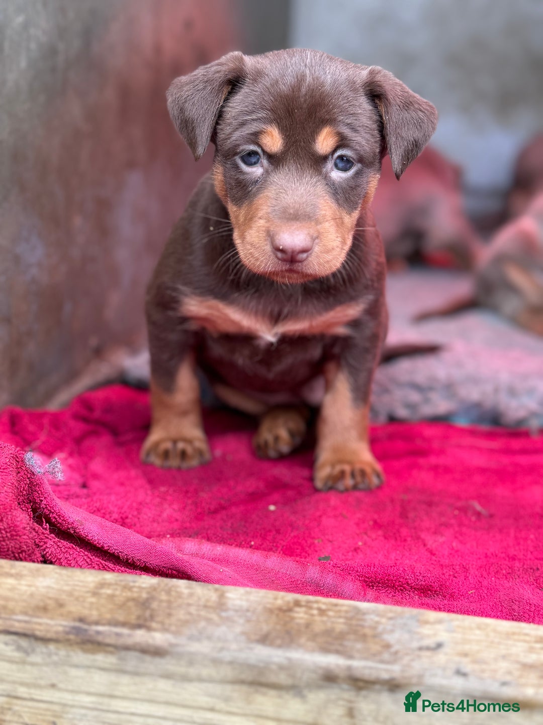 Australian Kelpie dogs for sale: Australian Kelpie Puppies WKC Registered - Image 30