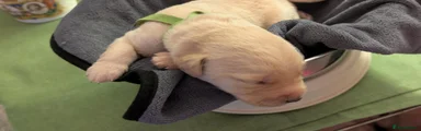 #BasilTheDoubleDoodle